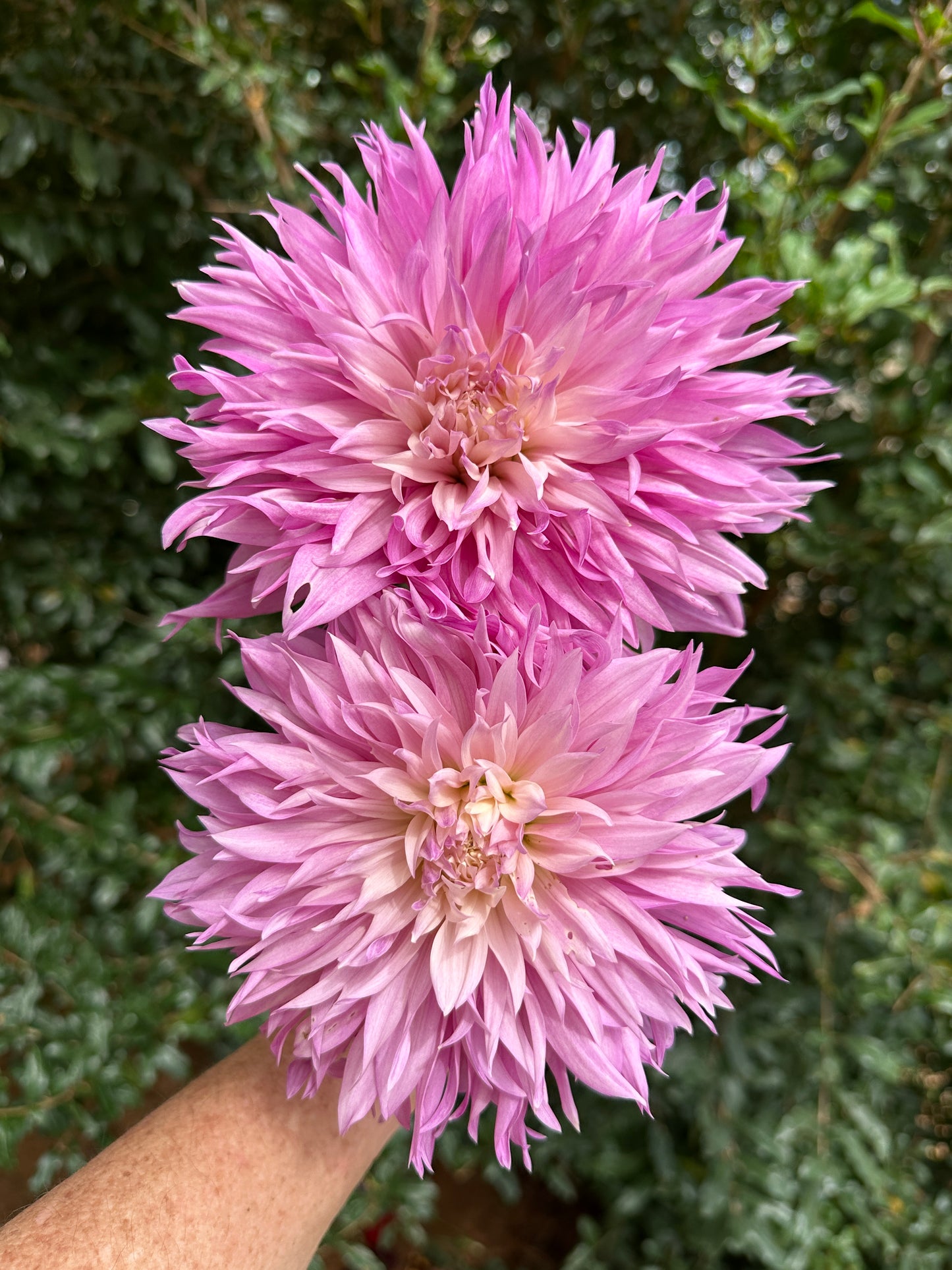 Labyrinth Two Tone Dahlia Tuber