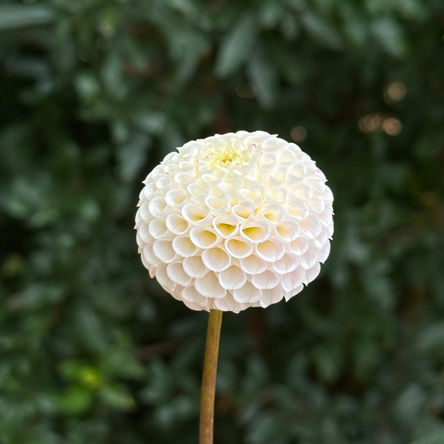 Small World Dahlia Tuber