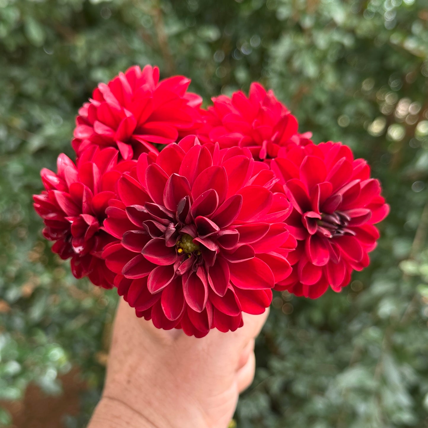 Dalaya Goa Dahlia Tuber