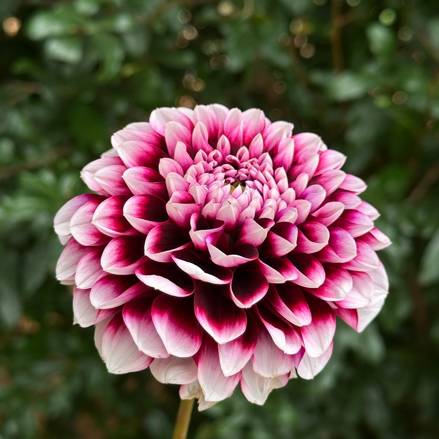 Edinburgh Dahlia Tuber