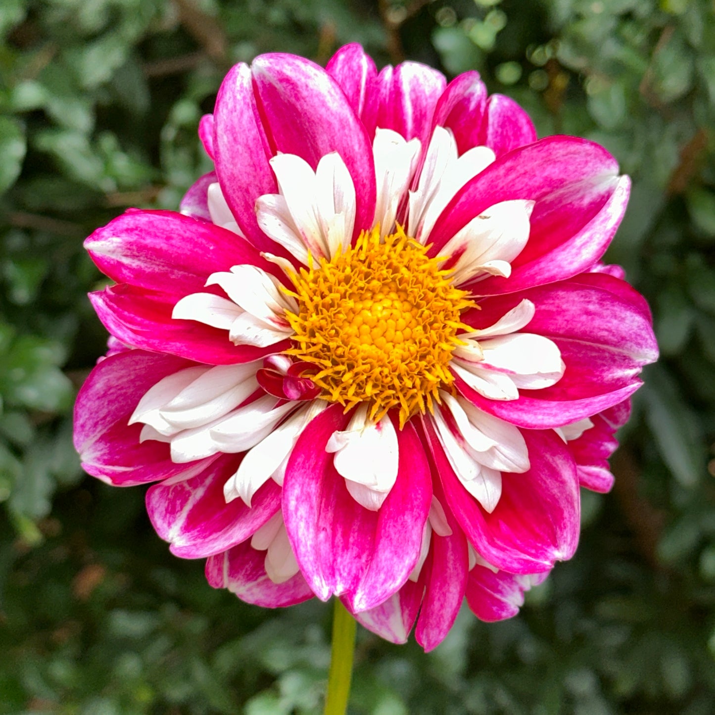 Bumble Rumble Dahlia Tuber