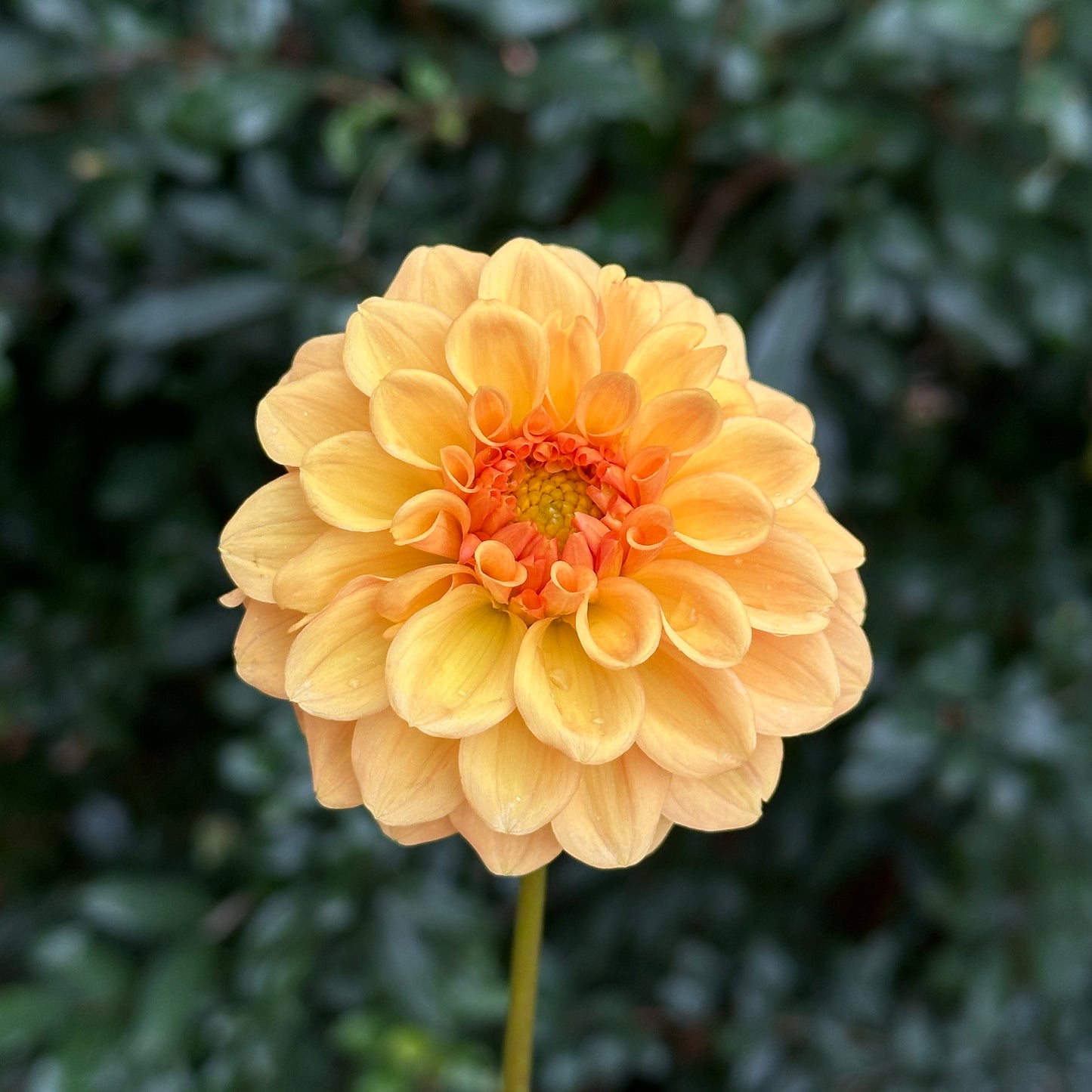 Golden Scepter Dahlia Tuber
