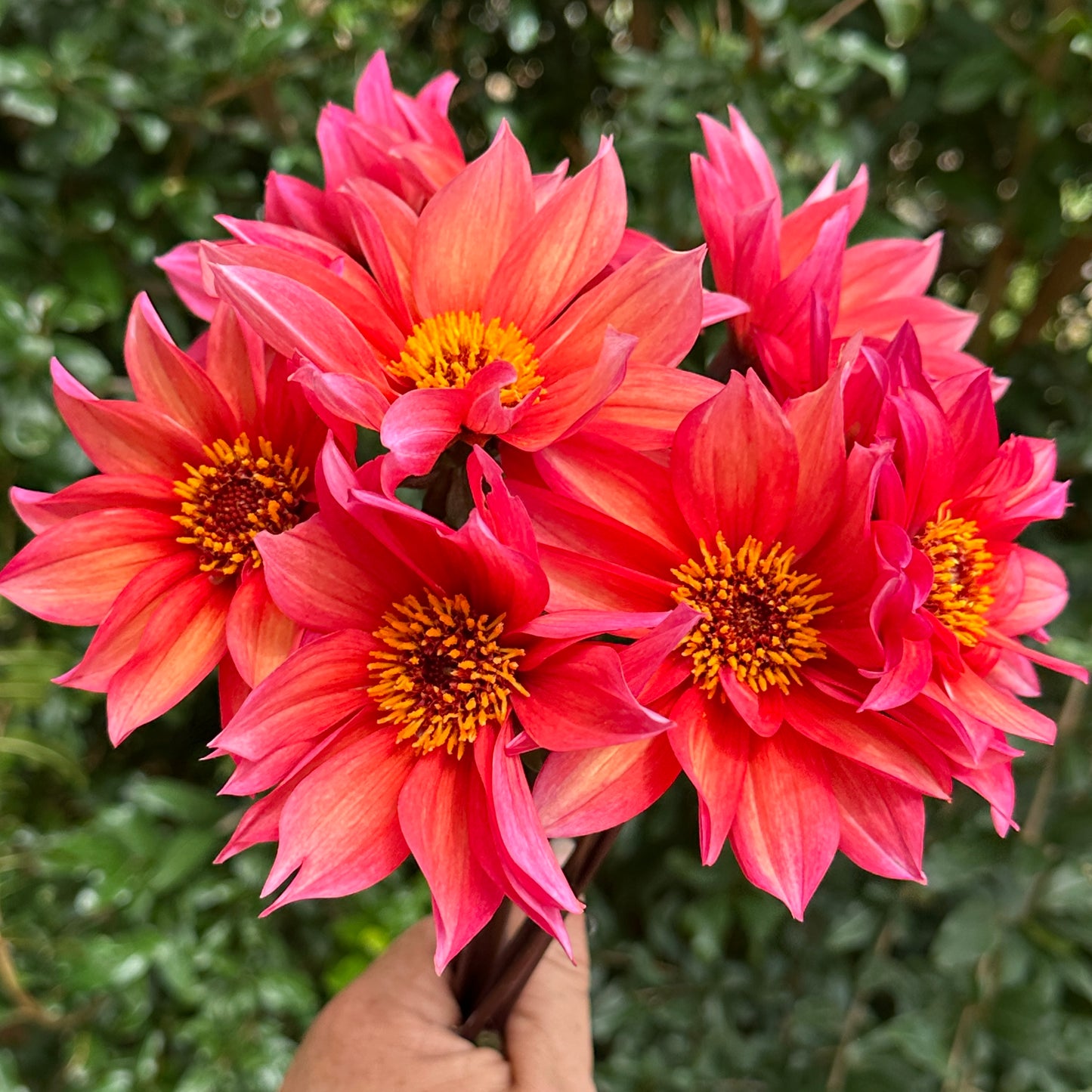 Waltzing Mathilda Dahlia Tuber