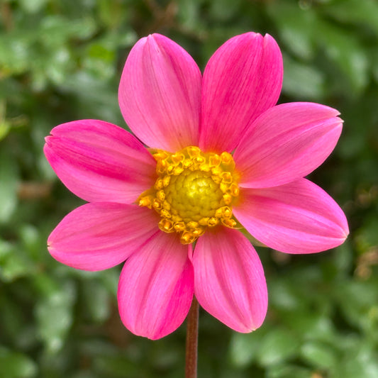 Topmix Rose Dahlia Tuber