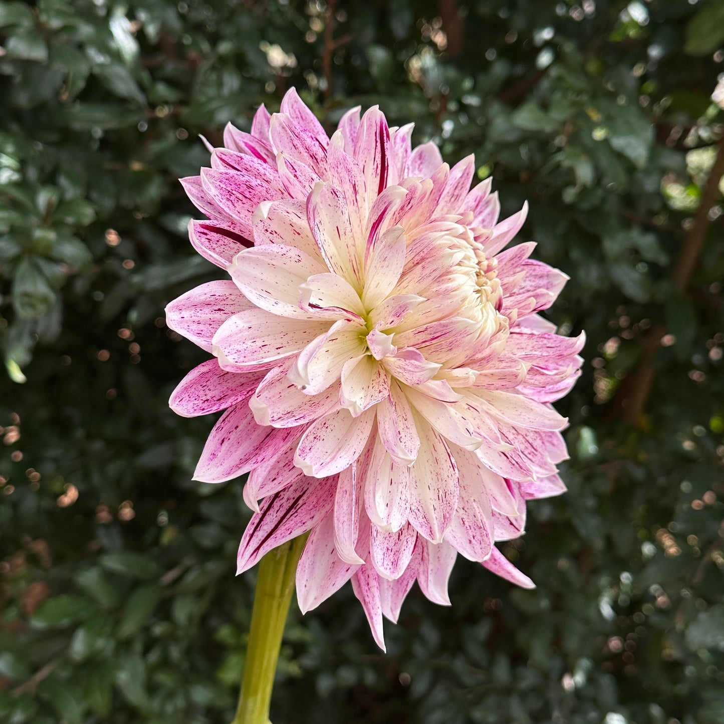Avignon Dahlia Tuber