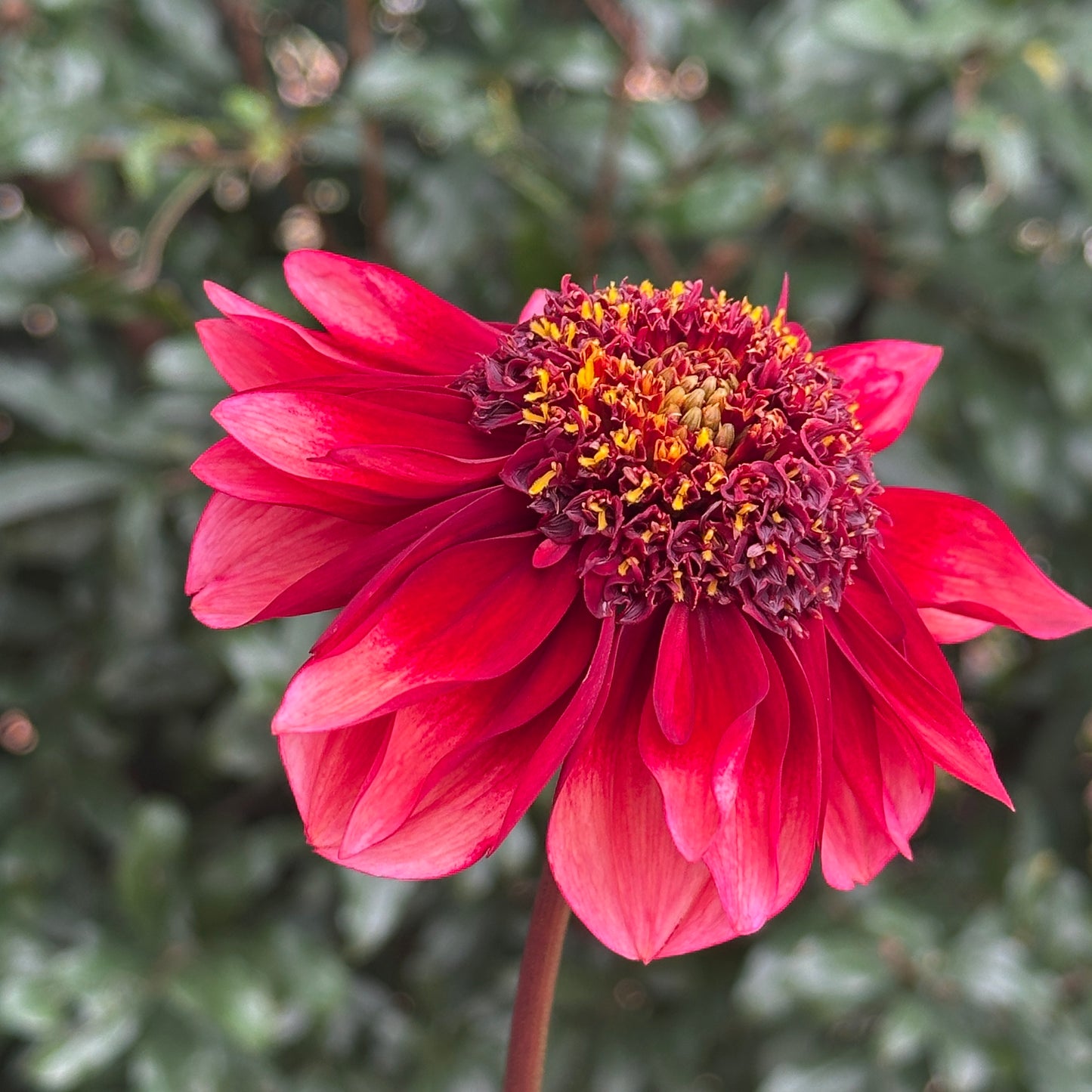 Sarah Raven Dahlia (Limit 1 p.p)