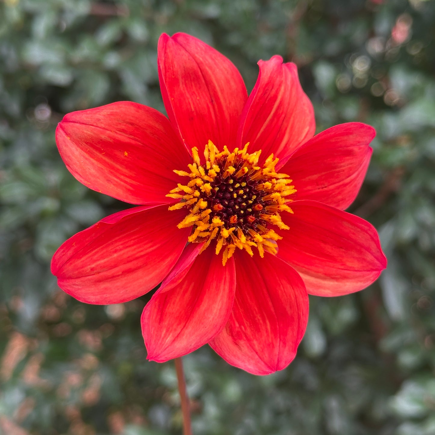 Bishop's of B Dahlia Tuber