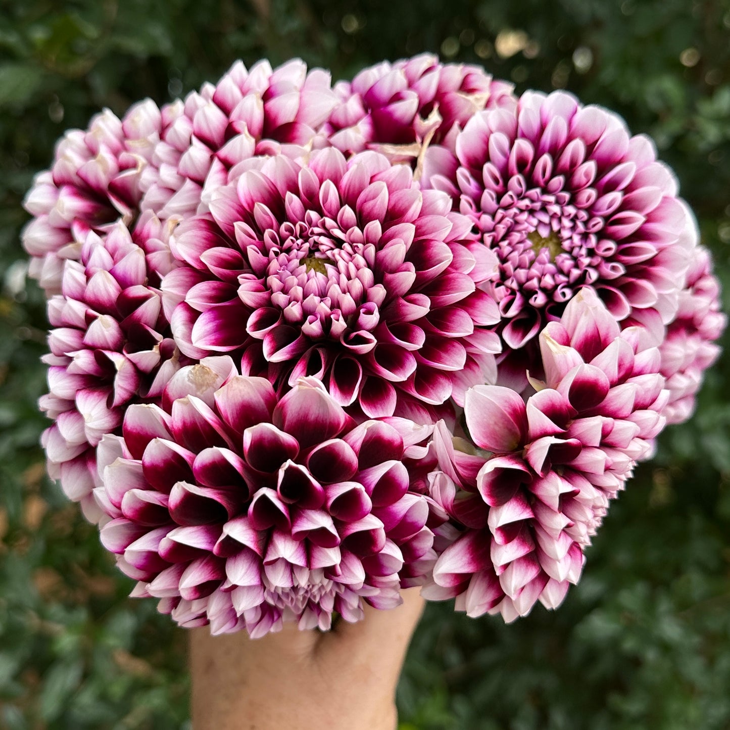 Edinburgh Dahlia Tuber