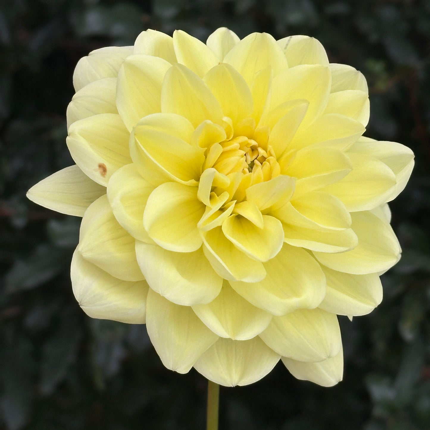 Glorie Van Heemstede Dahlia Tuber