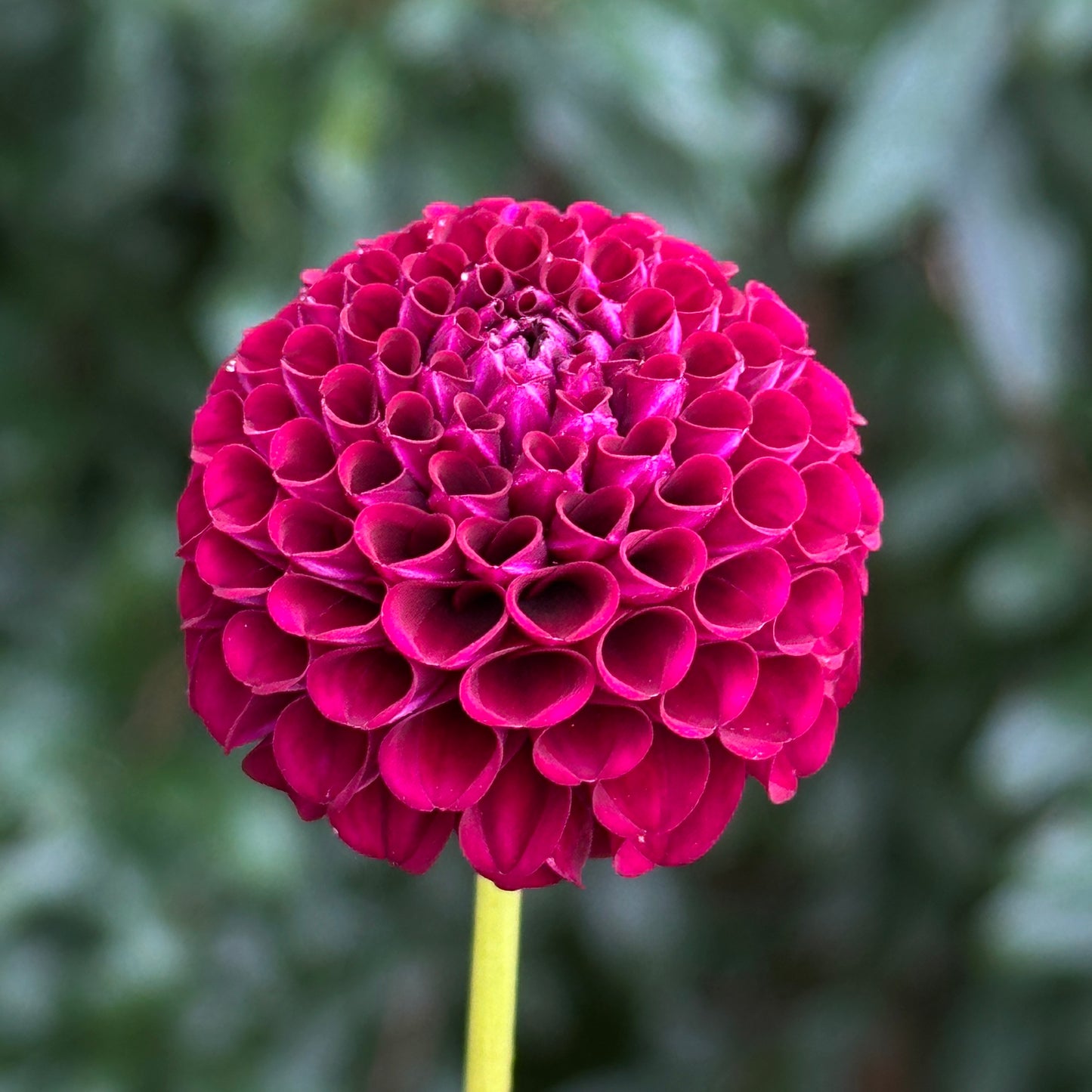 Moor Place Dahlia Tuber