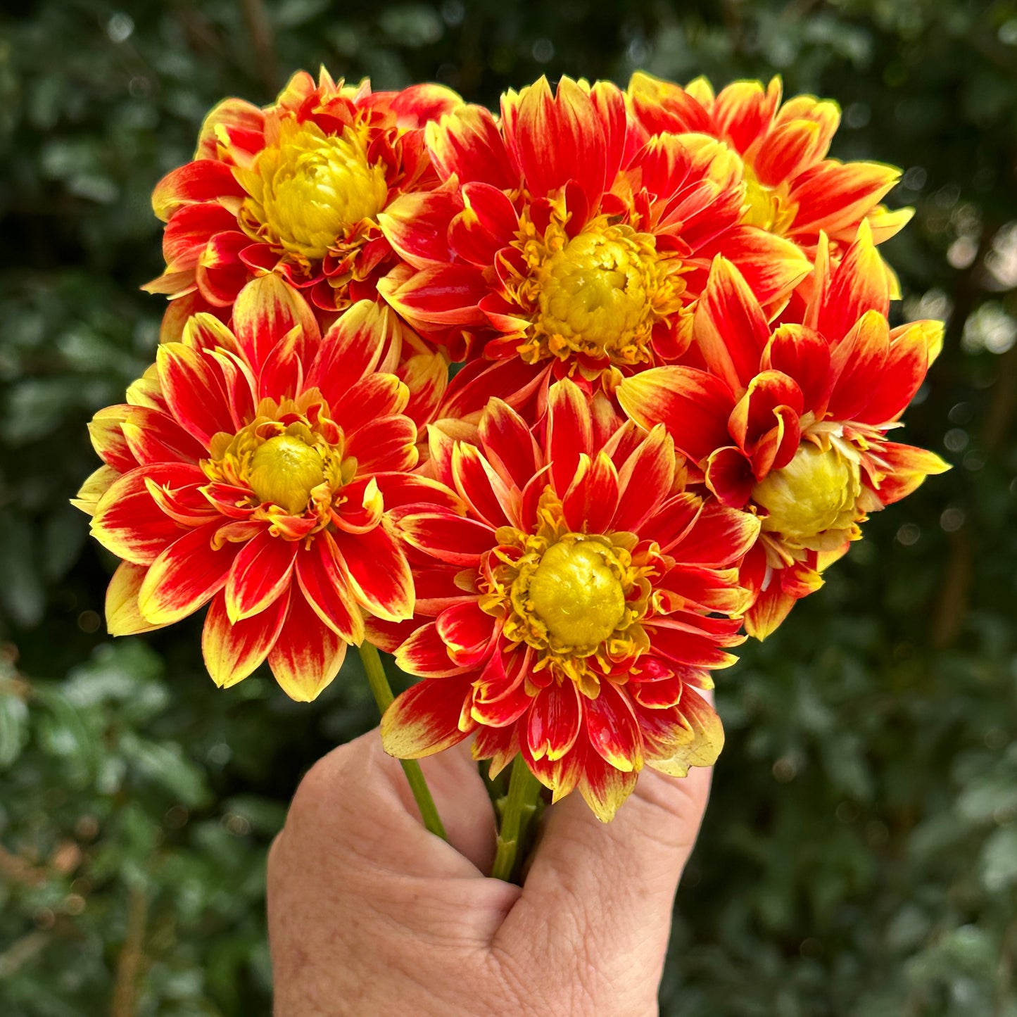 Dalaya Shiva Dahlia Tuber