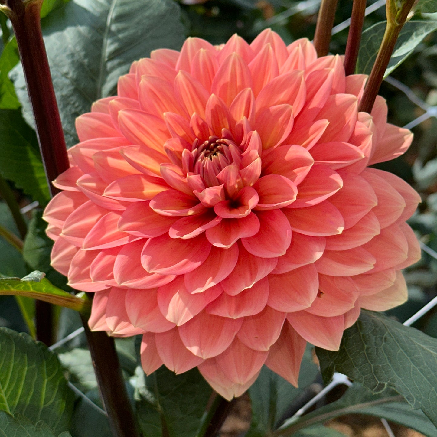 Nicholas Dahlia Tuber