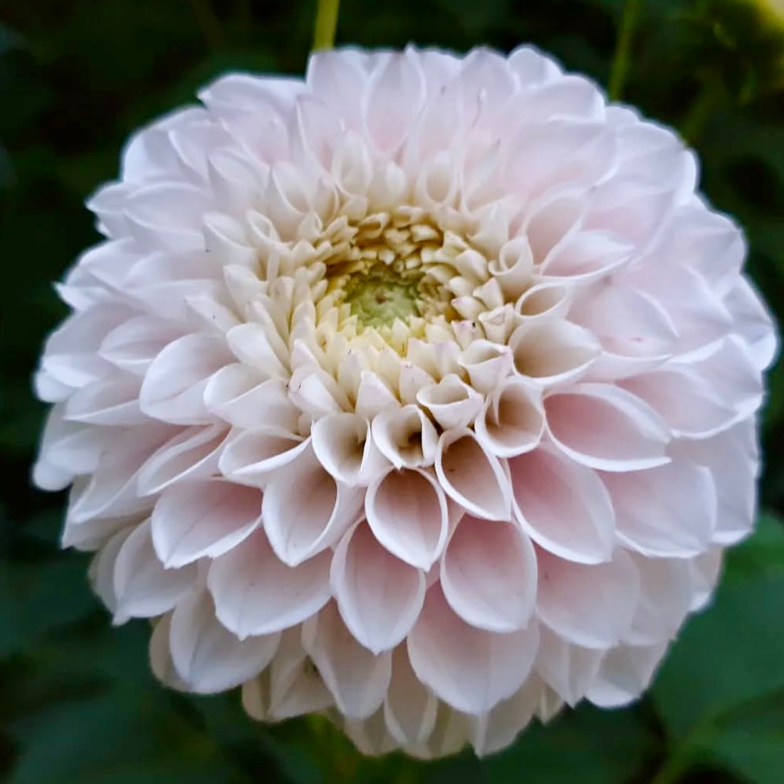 Pink Pearl Dahlia Tuber