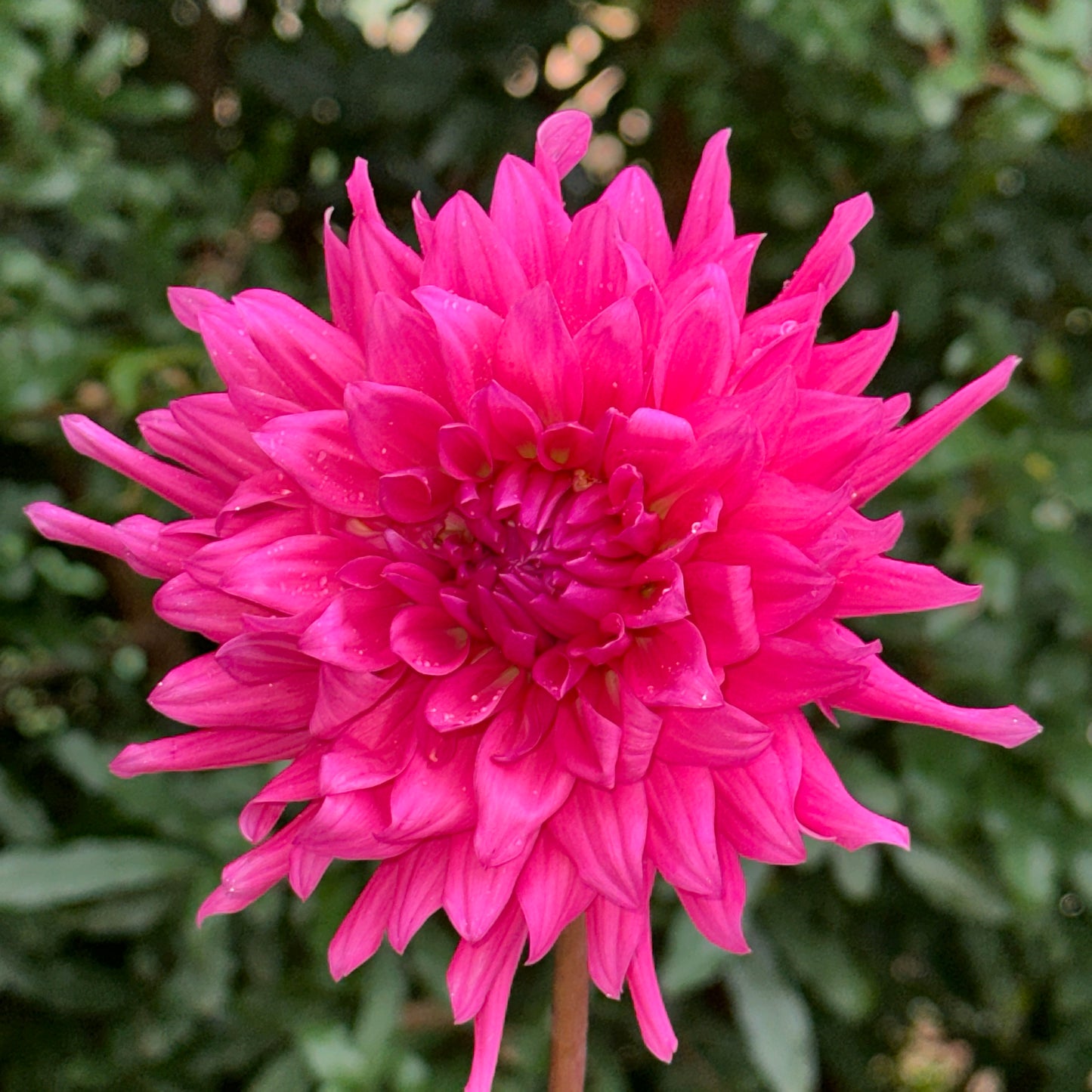 Purple Gem Dahlia Tuber
