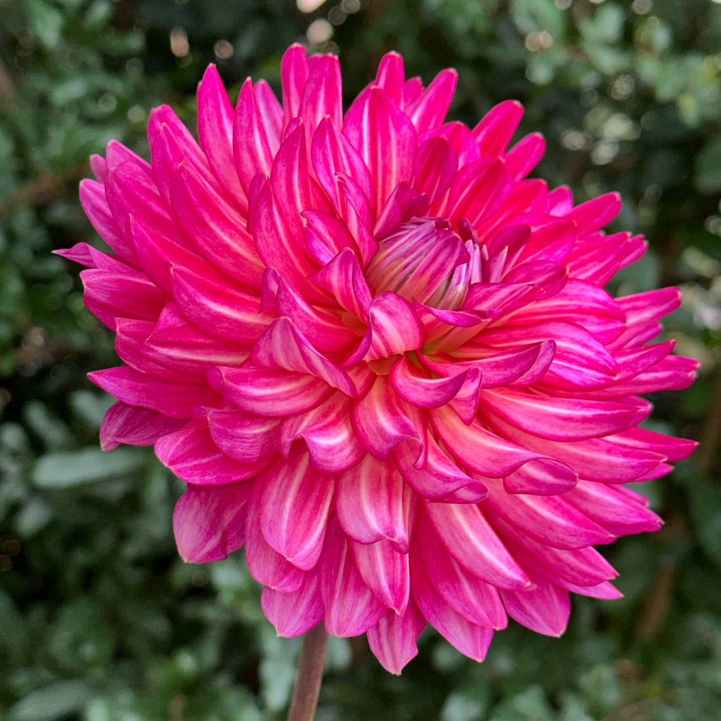Pinkie Swear Dahlia Tuber