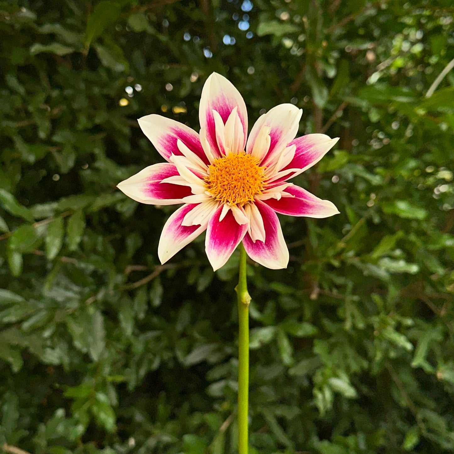 Fashion Monger Dahlia Tuber