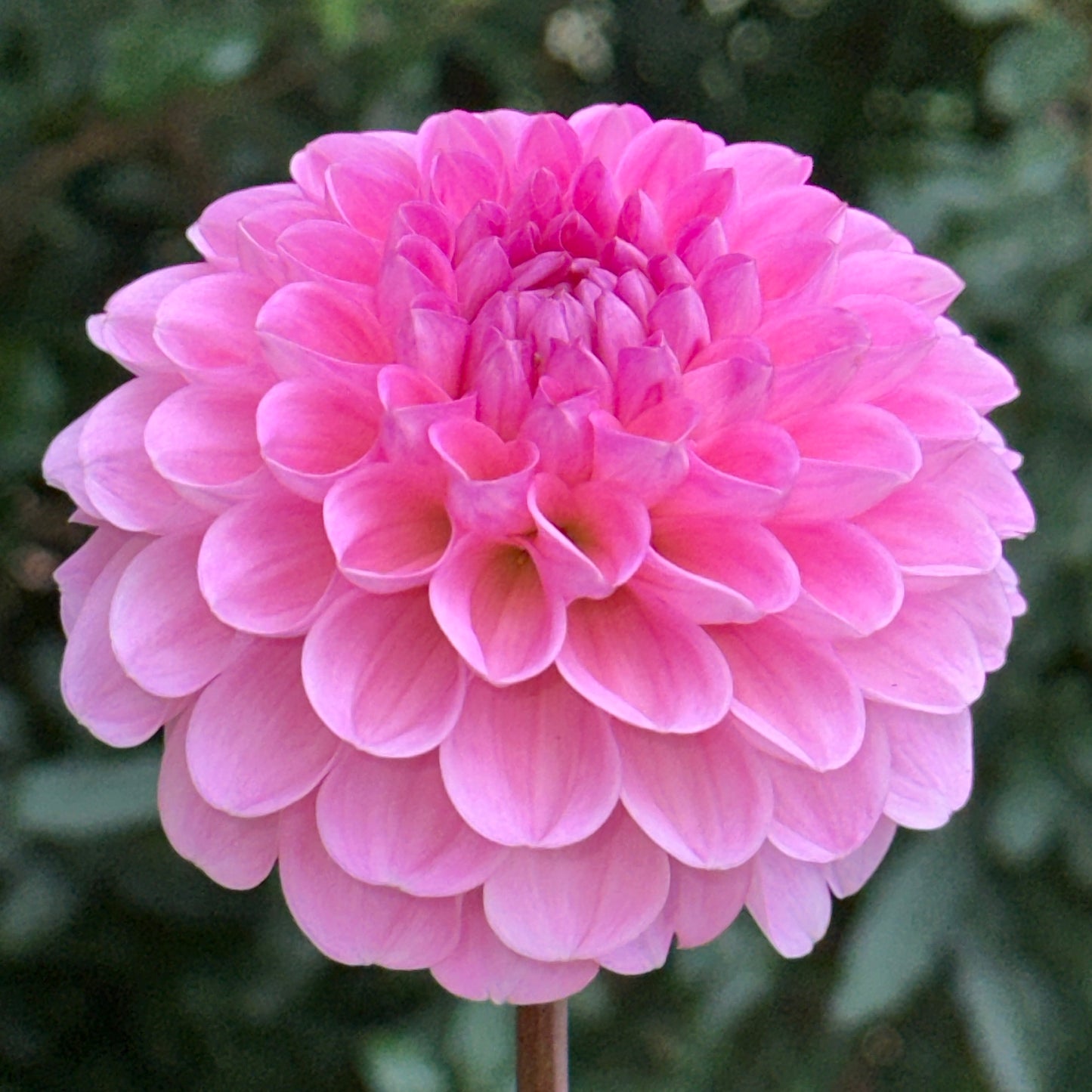 Veerle Dahlia Tuber