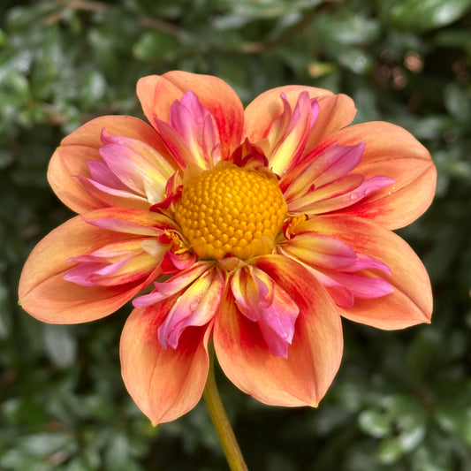 Orange Hype Dahlia (Limit 1 p.p)