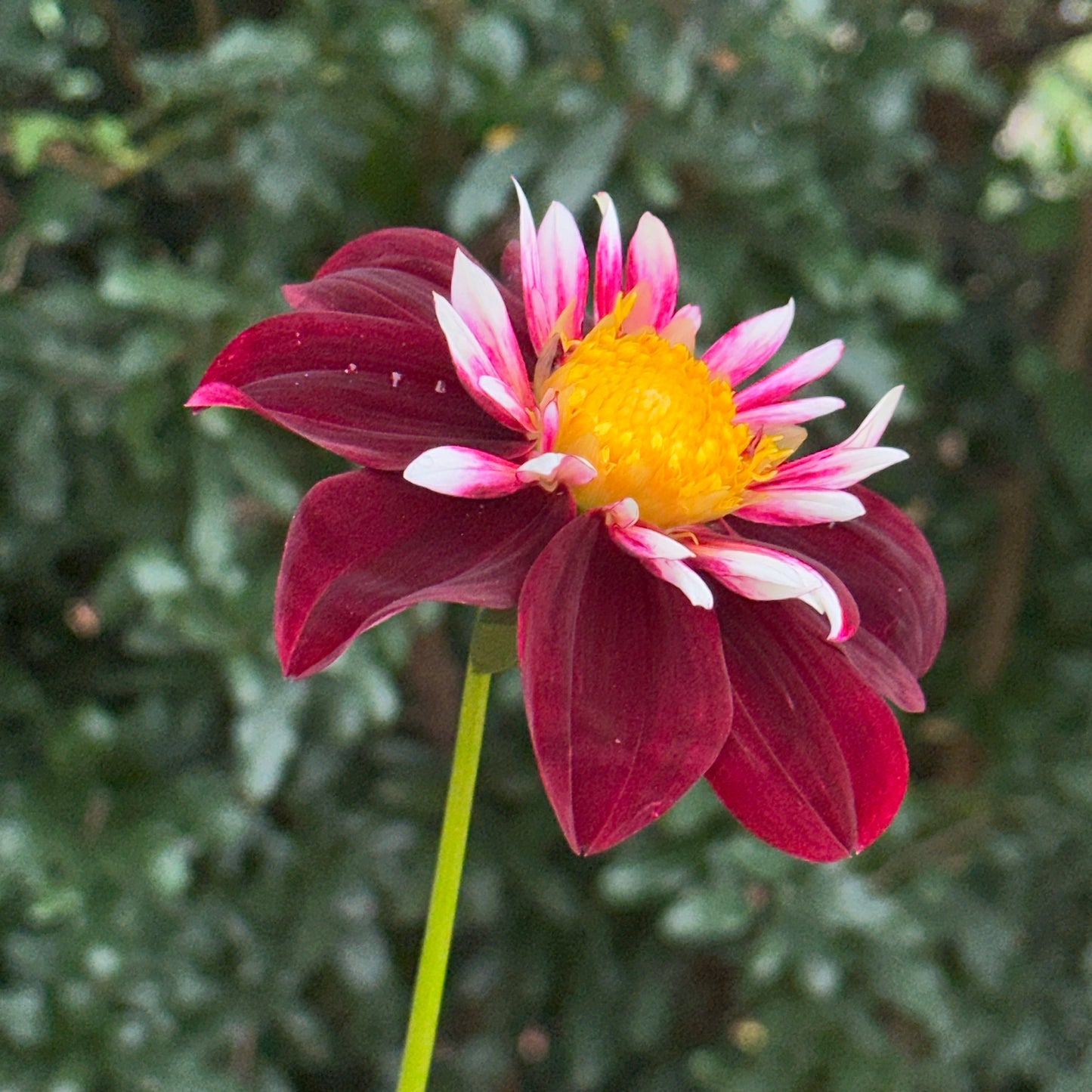 Night Butterfly Dahlia Tuber