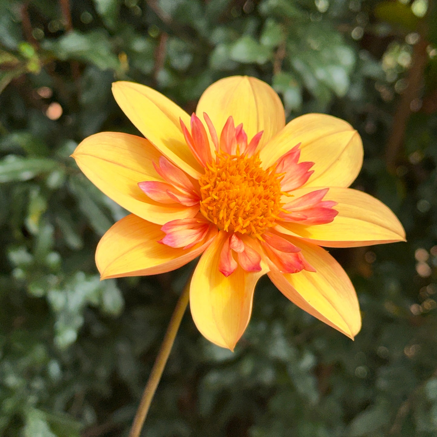 Kelsey Annie Joy Dahlia Tuber