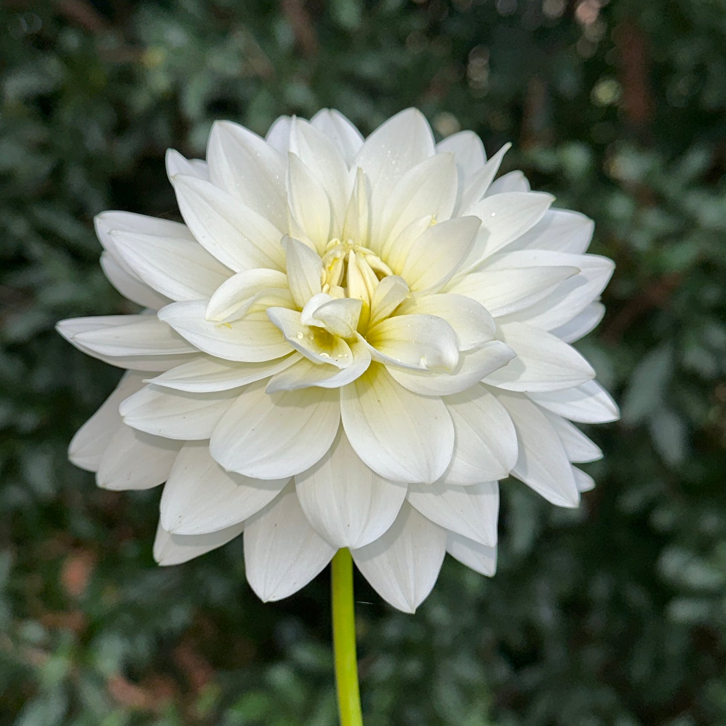 Karma Maarten Zwaan Dahlia Tuber