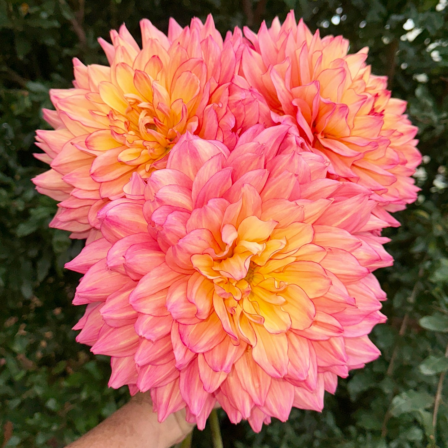 Bubbling Over Dahlia (Limit 1 p.p)