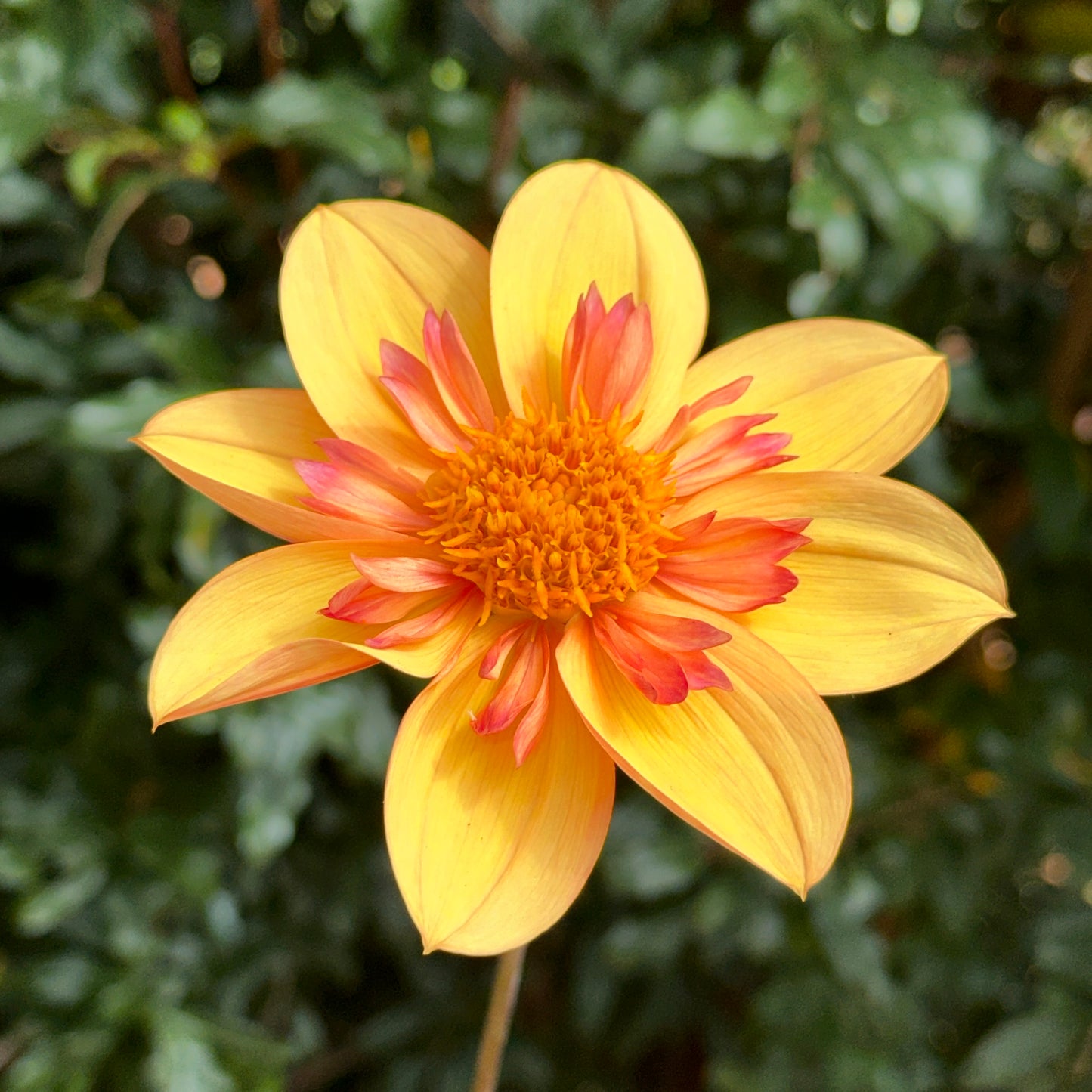 Kelsey Annie Joy Dahlia Tuber
