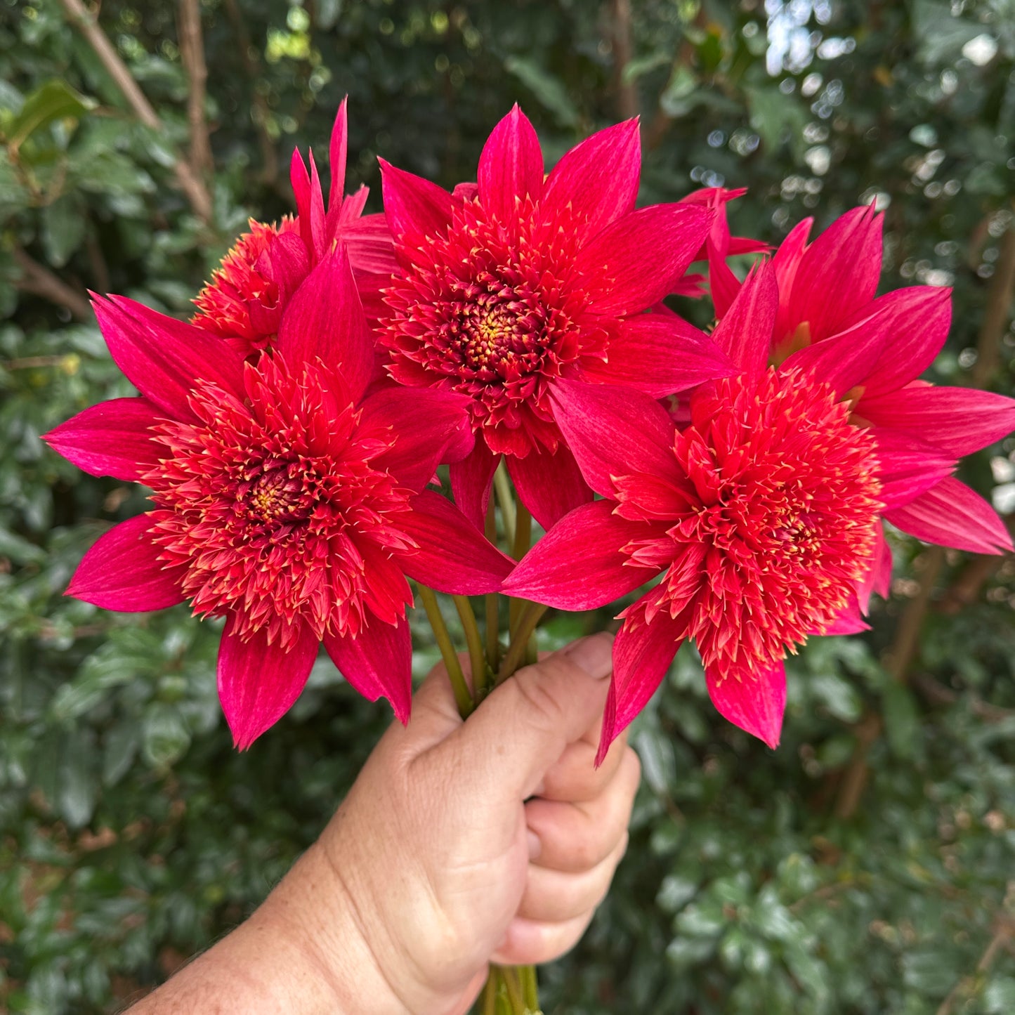 Jive Dahlia Tuber