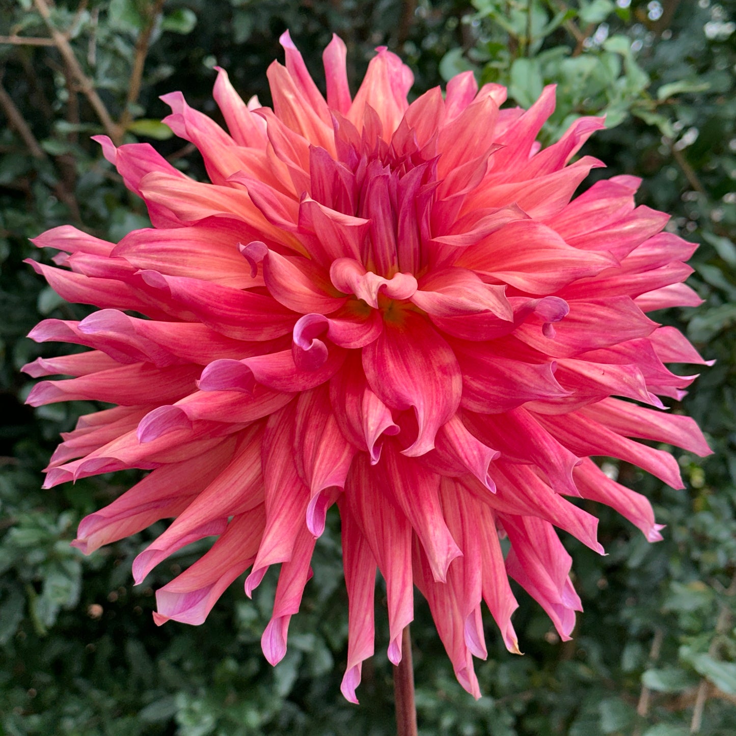 Belle of Barmera Dahlia Tuber