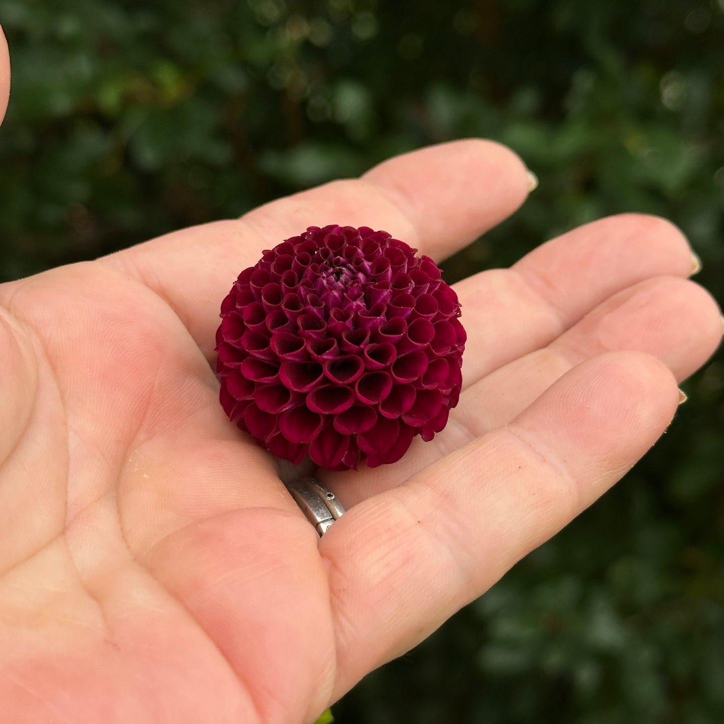 Moor Place Dahlia Tuber