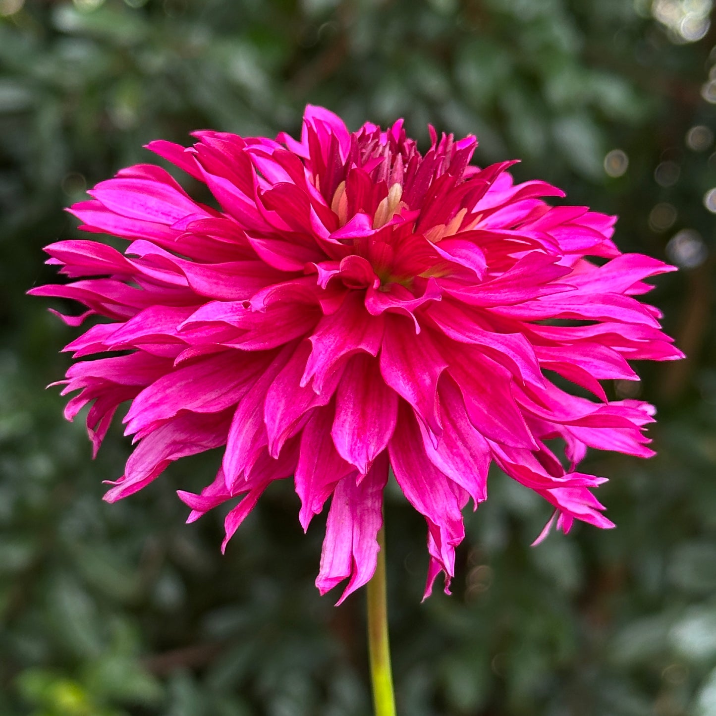 Gallery Art Nouveau Dahlia Tuber
