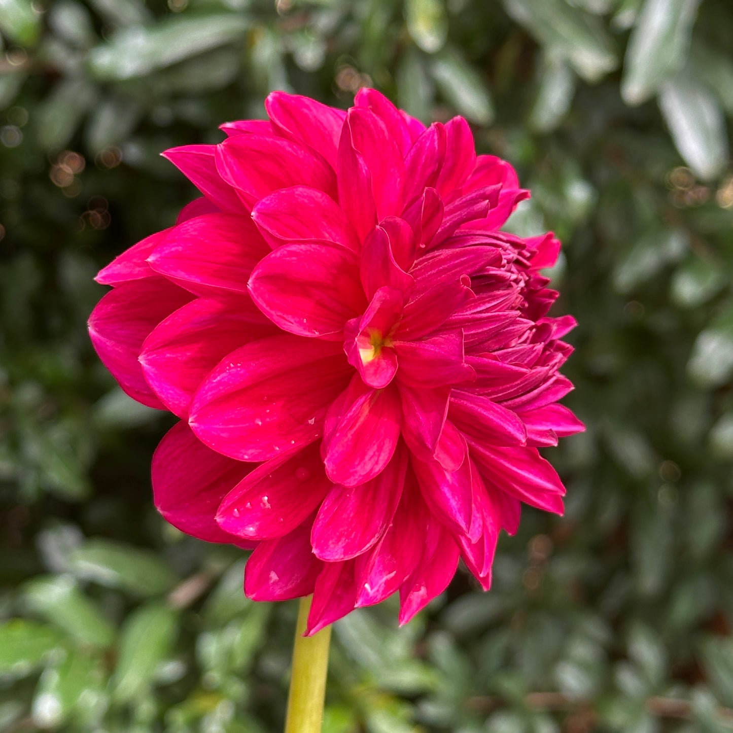 Perch Hill  Dahlia Tuber