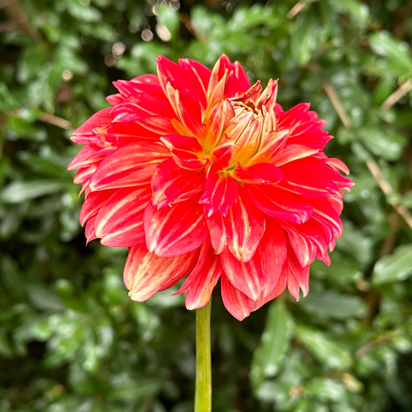 Monroe Dahlia Tuber