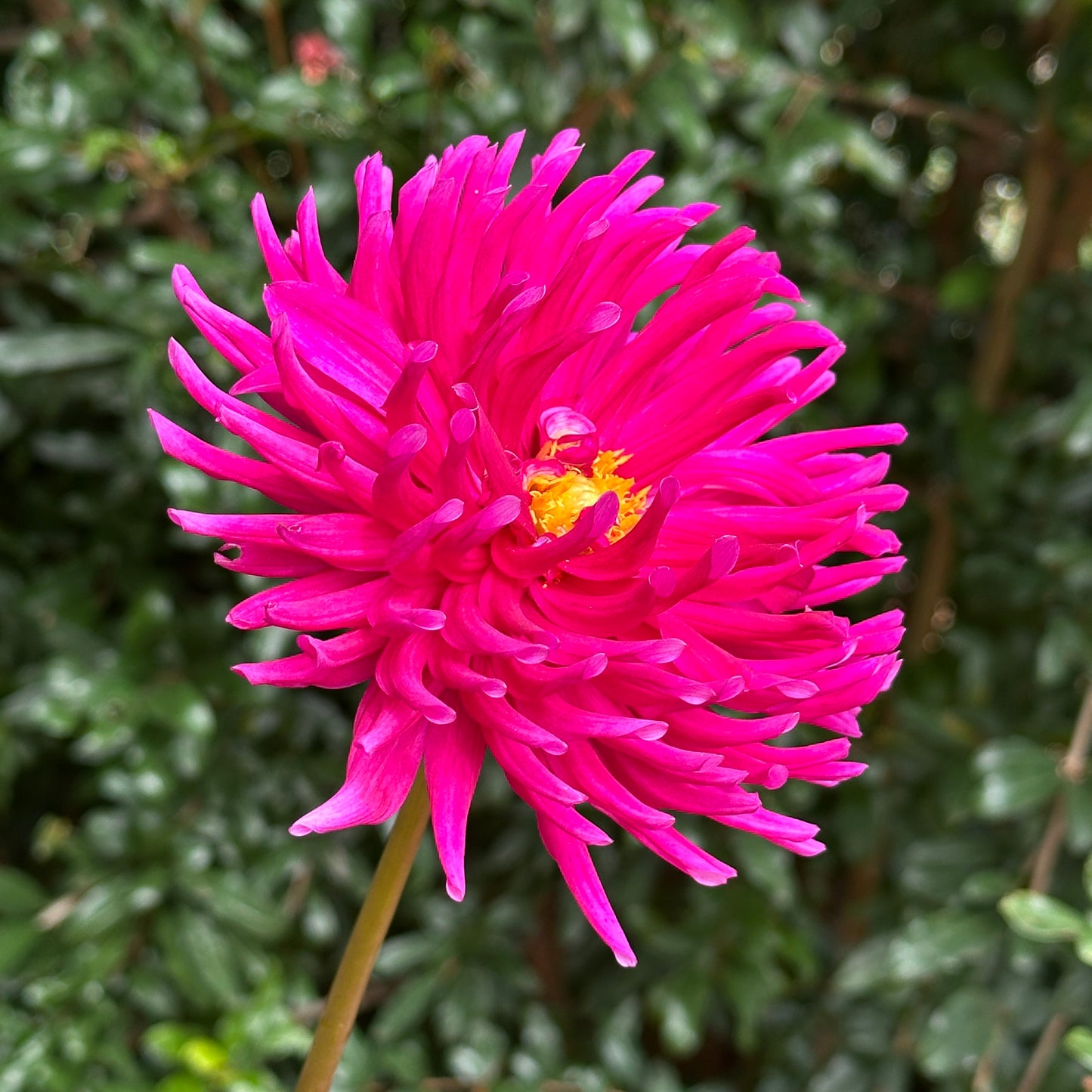 Purple Gem Dahlia Tuber
