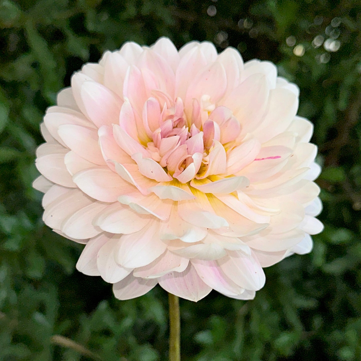 Kelgai Ann Dahlia (Limit 1 p.p)