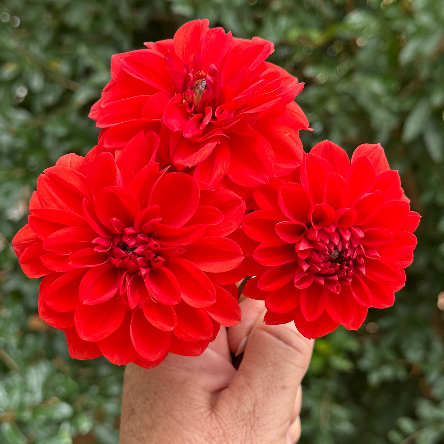 Ellen Houston Dahlia Tuber