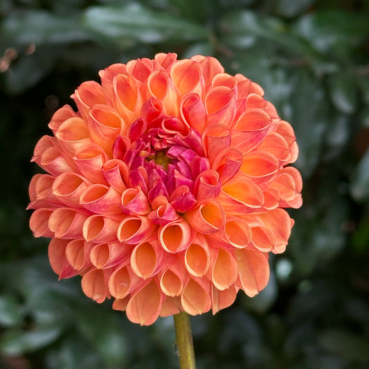 Douglas Cisco Dahlia Tuber (Limit 1 p.p)