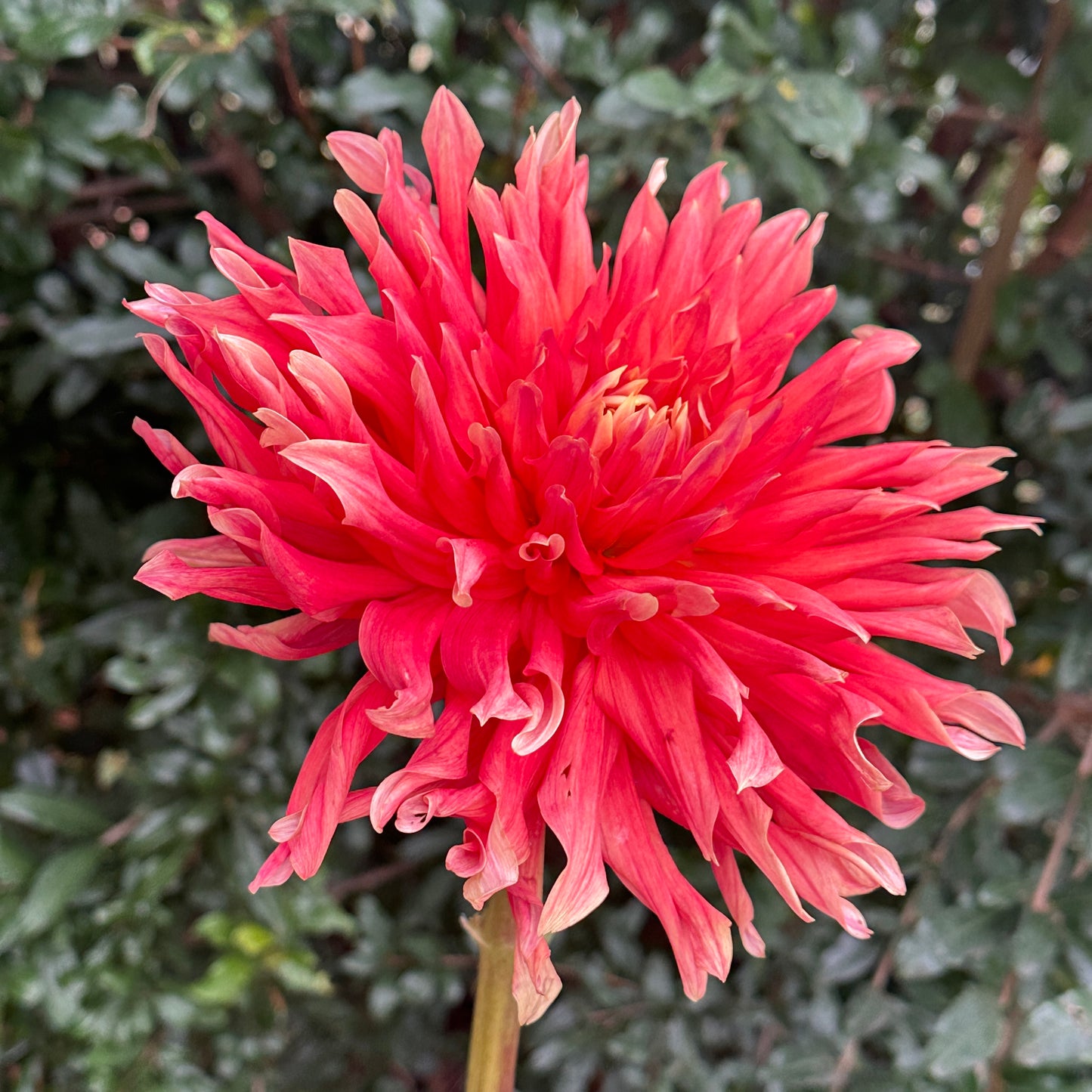 Douglas Orange Sunset Dahlia Tuber