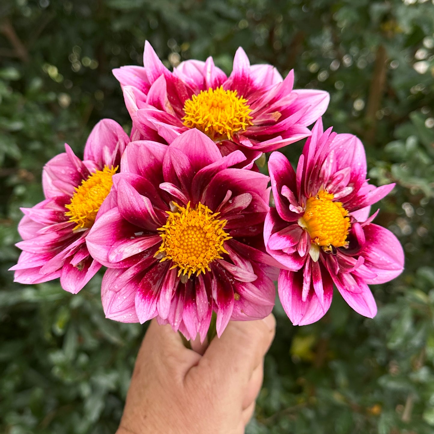Liquid Desire Dahlia Tuber