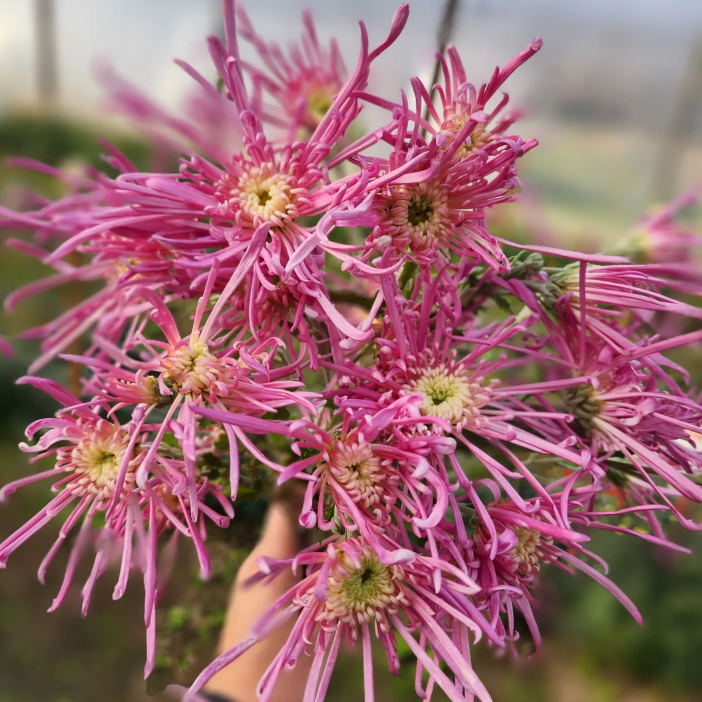 Flair Heirloom Chrysanthemum (Available 2028)