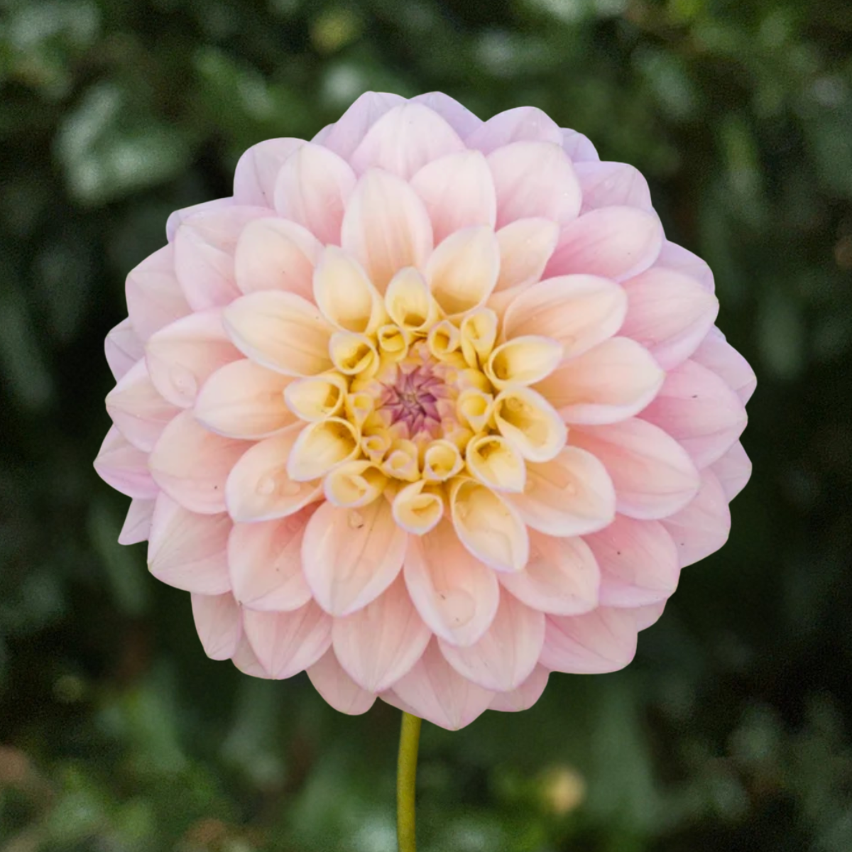 Florelie Pirouette Dahlia Tuber | South Africa