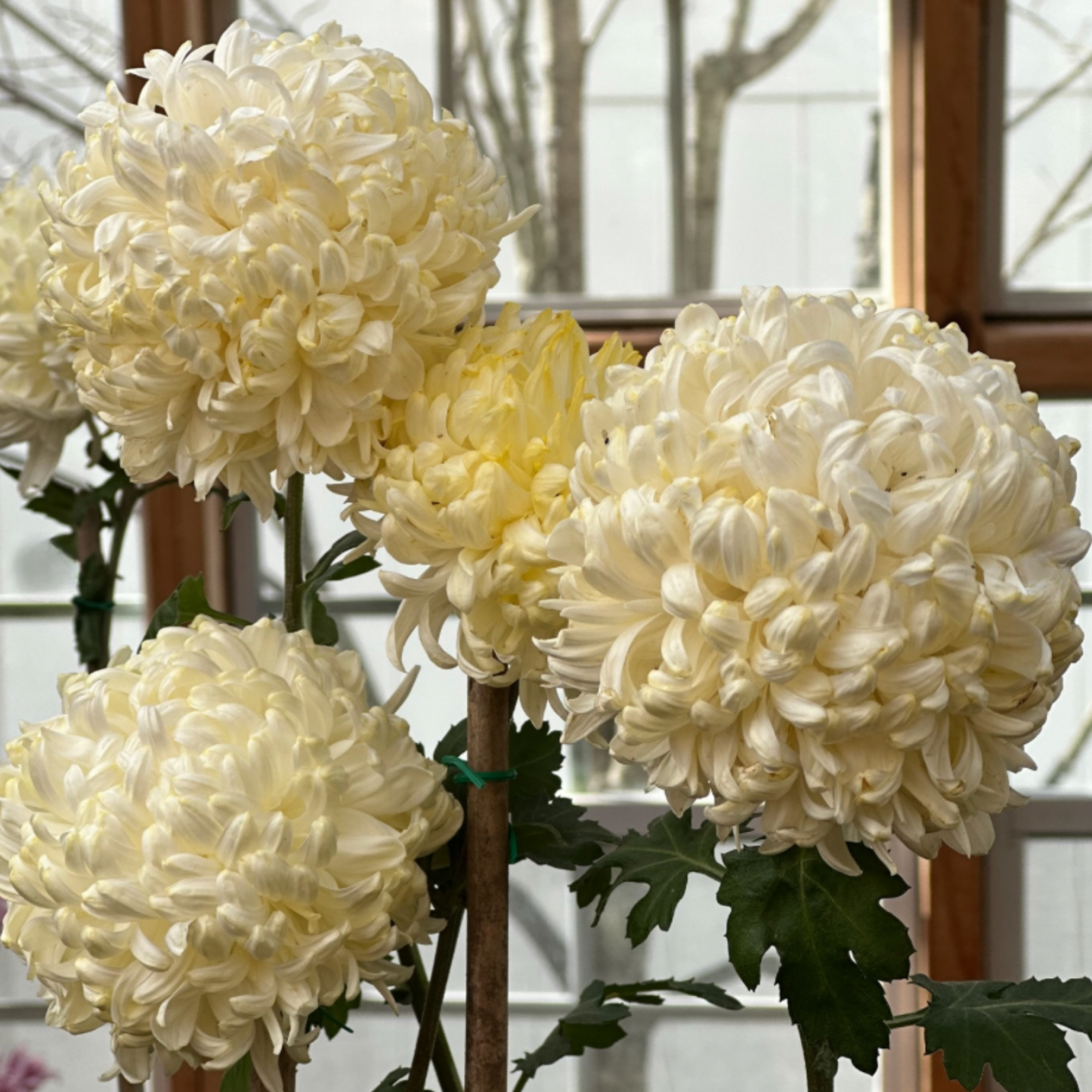 Gillette Heirloom Chrysanthemum (Available 2028)