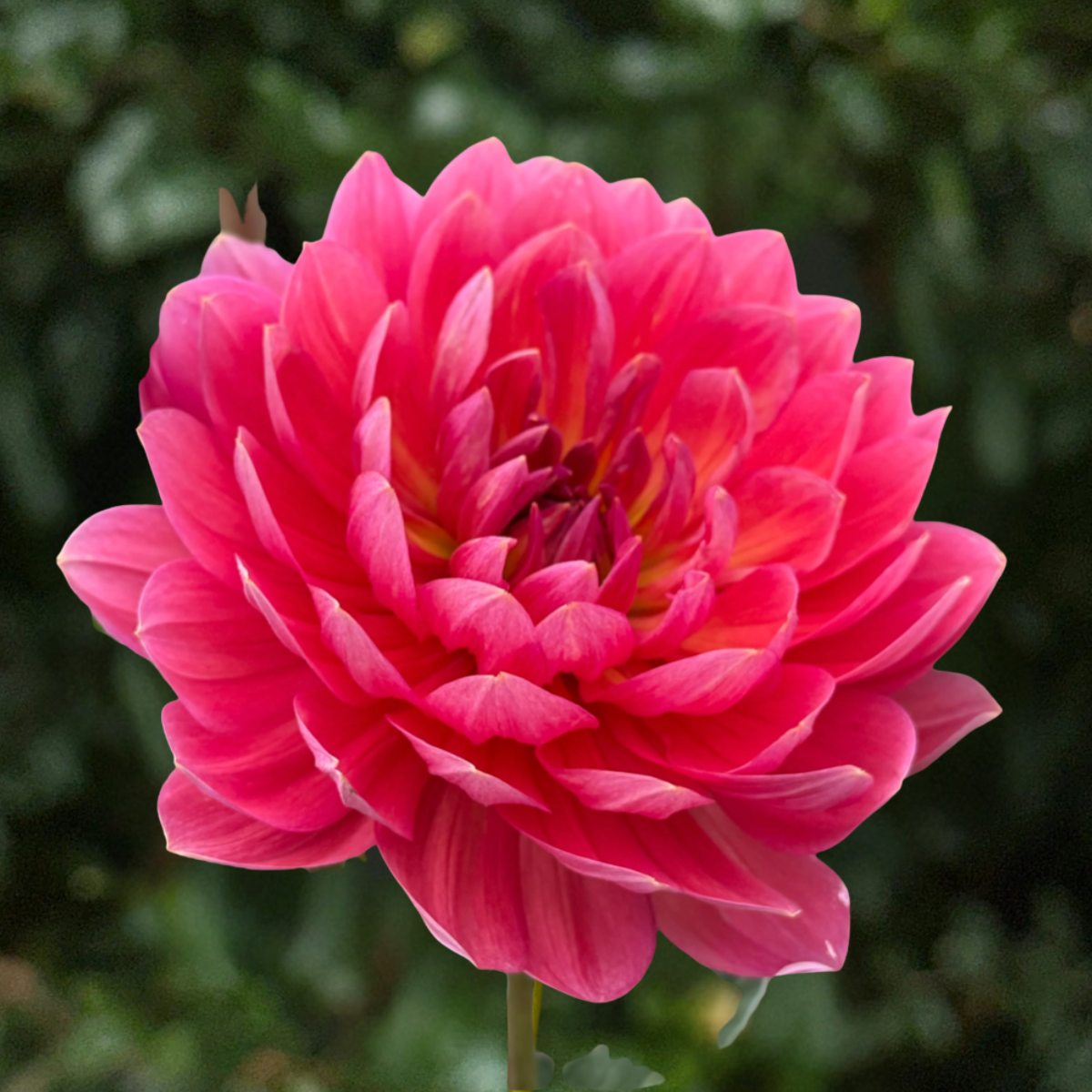 Hollyhill Daydream Dahlia Tuber | South Africa