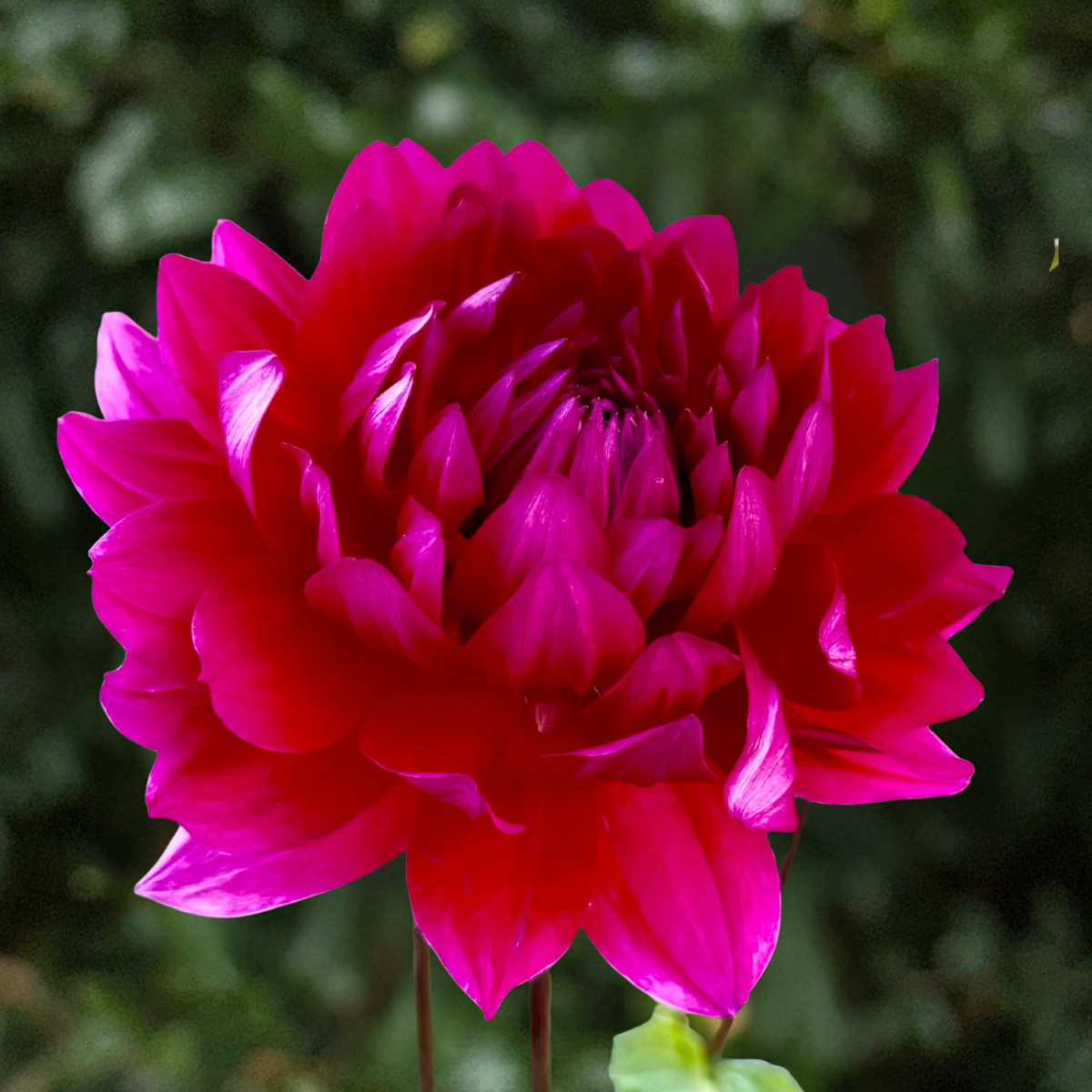 Hollyhill Pandora Dahlia Tuber | South Africa