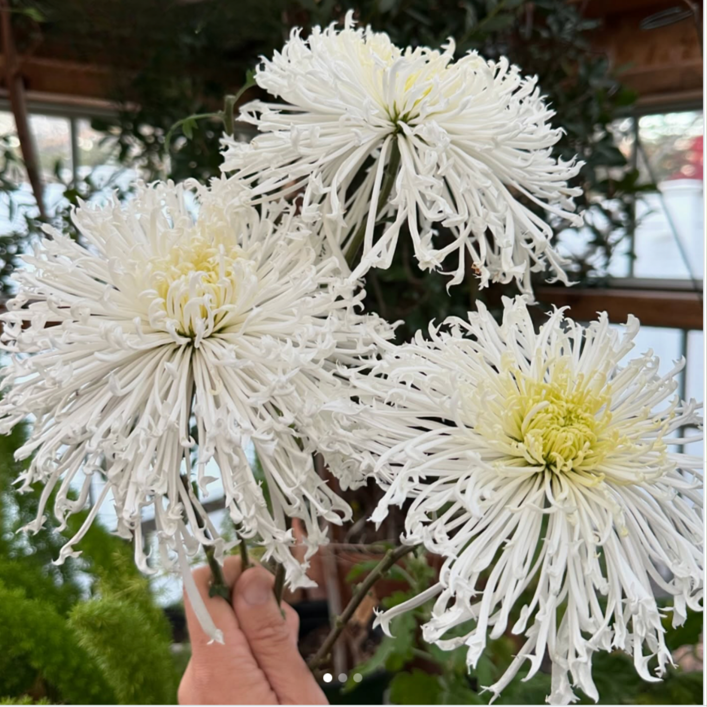 Icicles Heirloom Chrysanthemum (Available 2028)