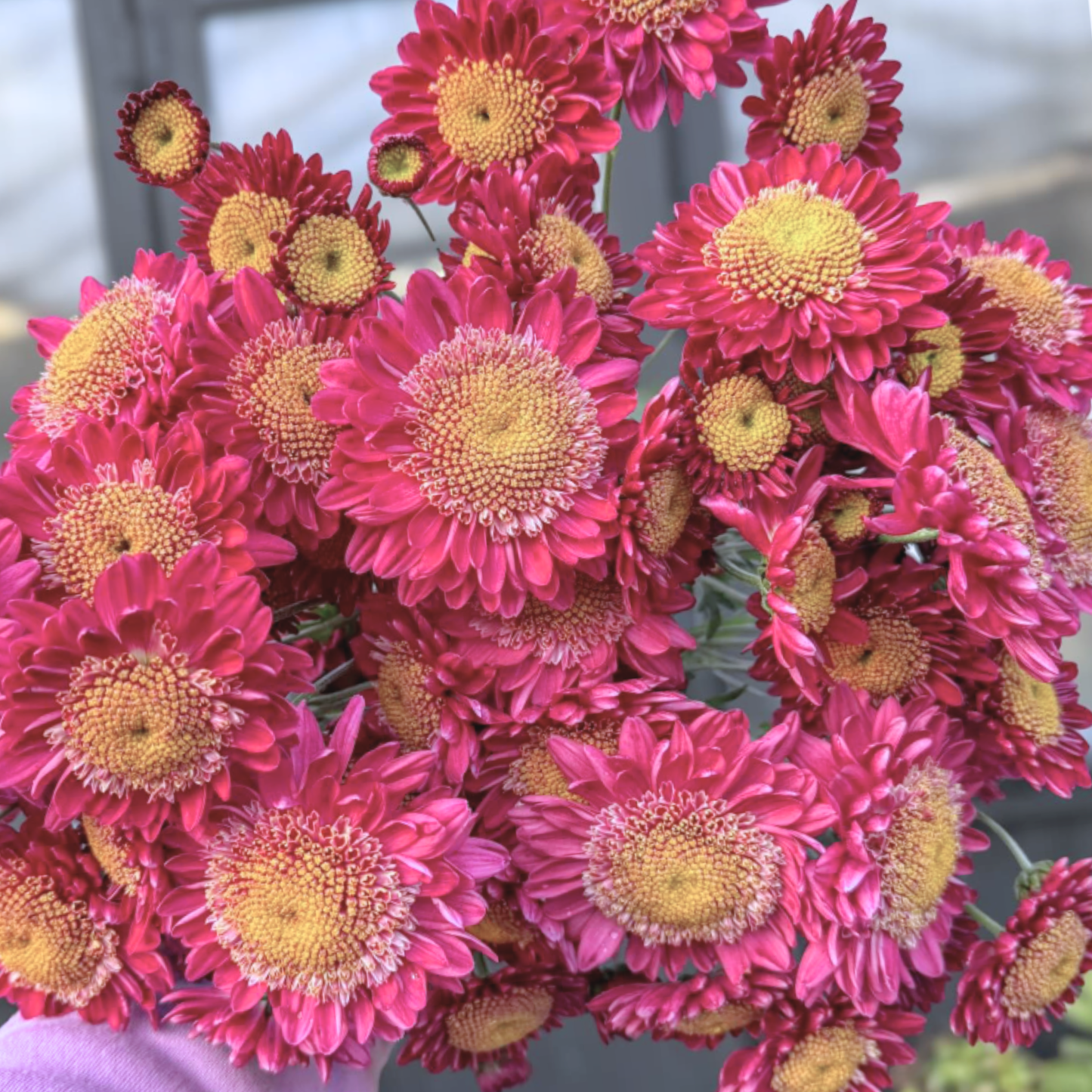 Jill Anderton Heirloom Chrysanthemum (Available 2028)