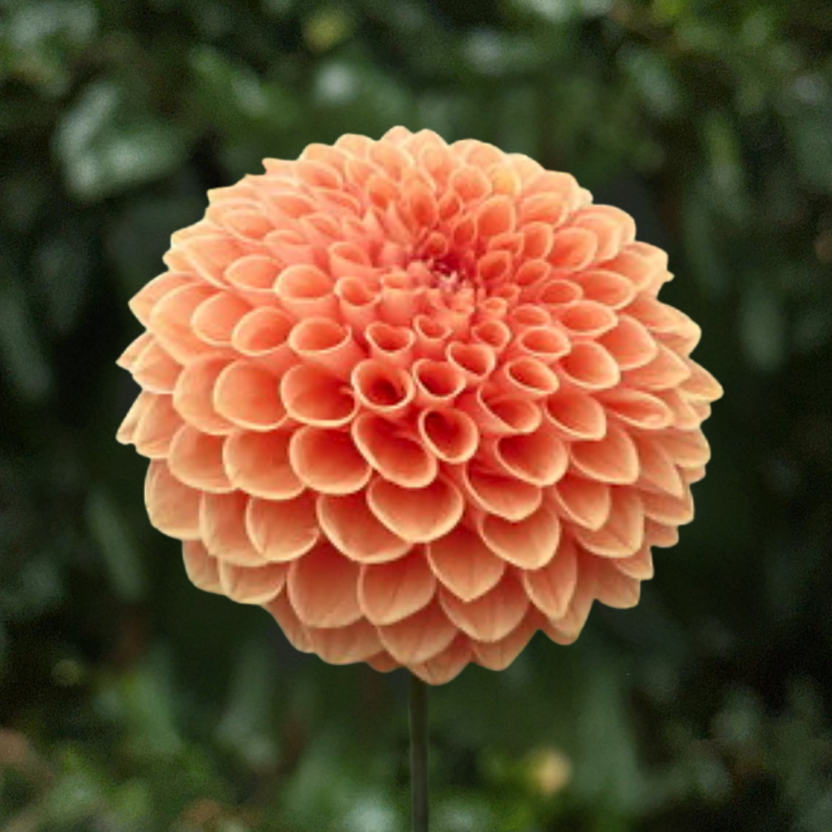 Jowey Nicky Dahlia Tuber | South Africa