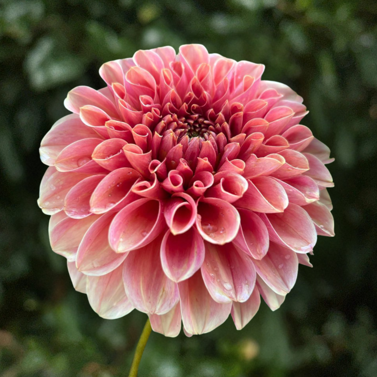 KA's Apricot Jam Dahlia Tuber | South Africa