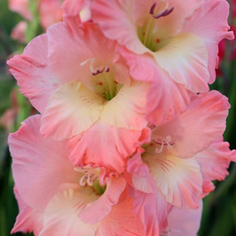 Karma Gladiolus (Pack of 12) Sword Lily