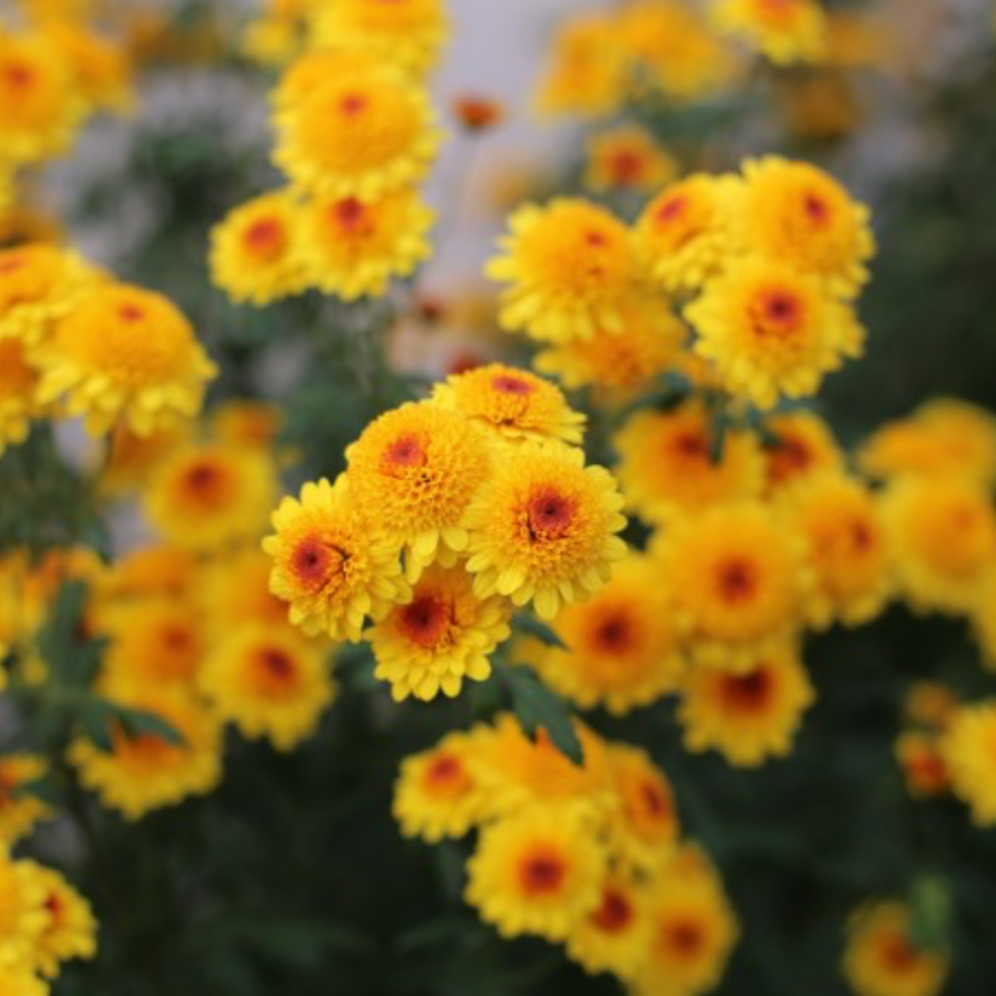 Klamath Falls Heirloom Chrysanthemum (Available 2028)